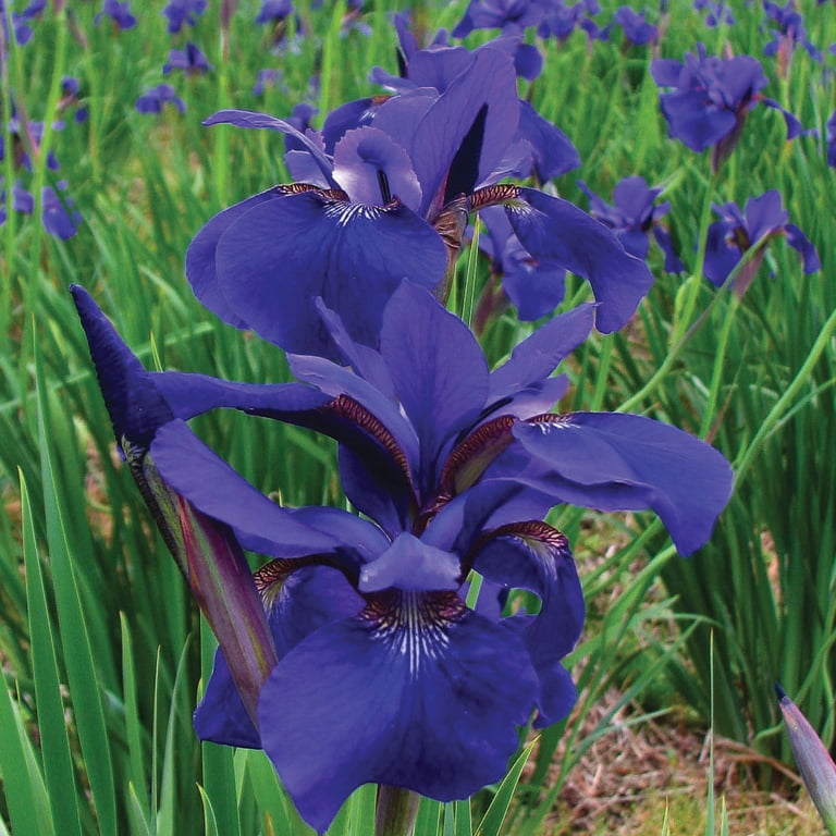Expert Gardener Iris Siberica 'Caesar's Brother' Bare Roots Set of