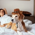 thumbnail image 2 of Miangastore Pet Cowboy Hat Assorted Color Fabric Straw 2Pcs 6.3x5.1in, 2 of 8