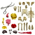 thumbnail image 4 of Thames & Kosmos Ooze Labs: Visible Human Body Model with Squishable Organs, Children Ages 6+, 4 of 6