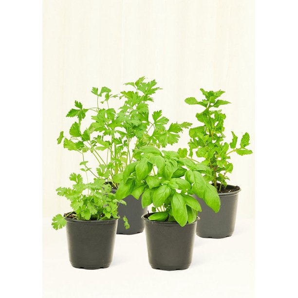 Chef's Choice Herb Kit Live Green Plant in 4" Pot
