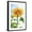 Black Frame, variant on Art.com Sunflower, Community Garden, Moses Lake, Wa, USA Photographic Print by Stuart Westmorland, 12" x 18"