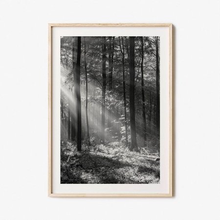 Poster Forest Photo Poster Print, Forest Black and White Wall Art, Forest Wall Photography, Forest Travel, Forest Map Poster -UNFRAMED