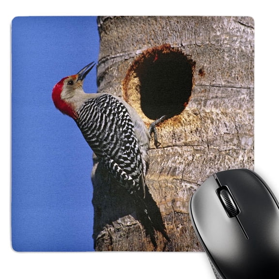 3dRose, Florida, Everglades, Red-bellied Woodpecker bird - US10 CSL0124 - Charles Sleicher, MousePad