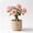 c, variant on Desert Rose-Easy Grow-Low Maintenance-Ideal for Beds Borders,Plant Pots & Planters