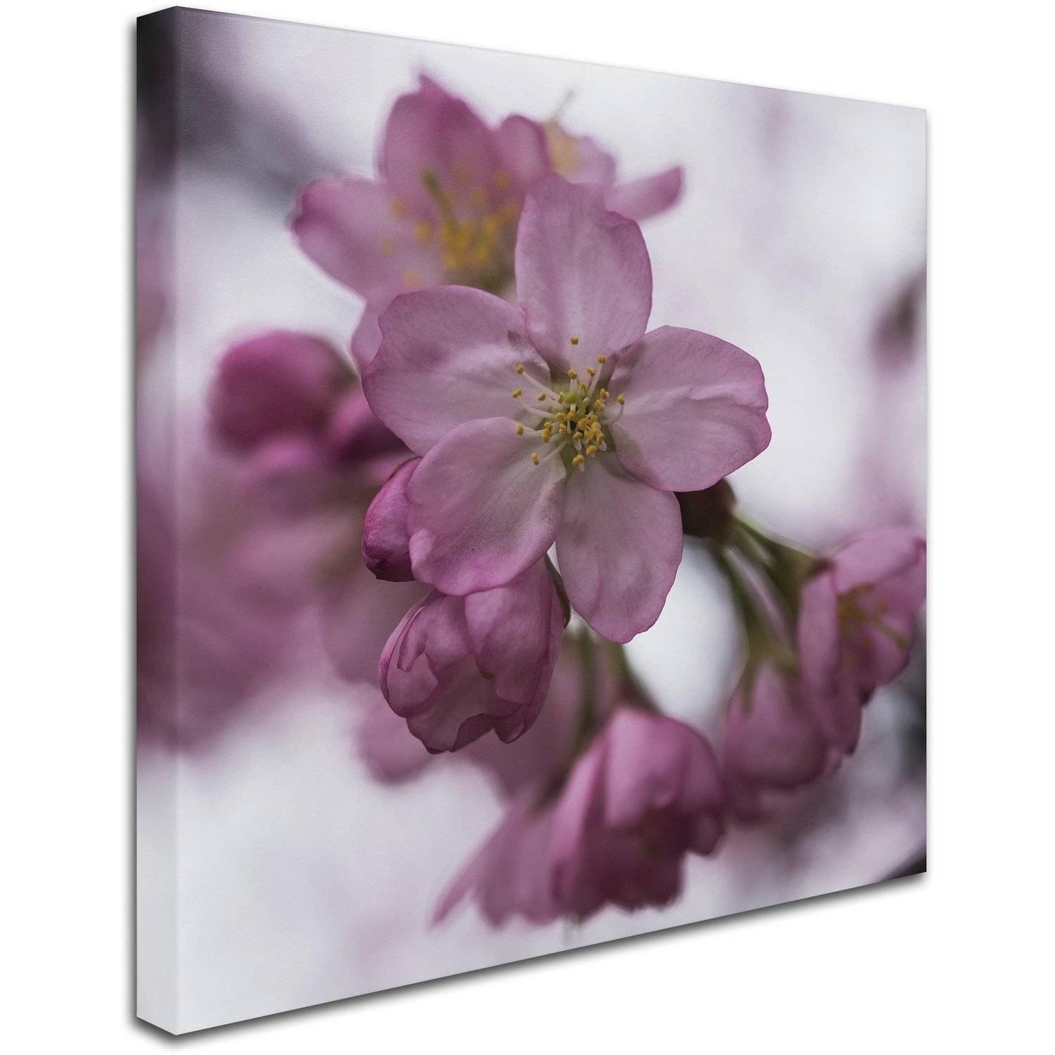 Trademark Fine Art "Cherry Pink" Canvas Art by Kurt Shaffer