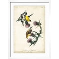 thumbnail image 2 of Art.com American Goldfinch Art Print by John James Audubon, White Frame Wall Art, 17" x 23", 2 of 5