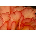 thumbnail image 3 of Crane, Rita 18x13 Black Modern Framed Museum Art Print Titled - Festive Begonia III, 3 of 5