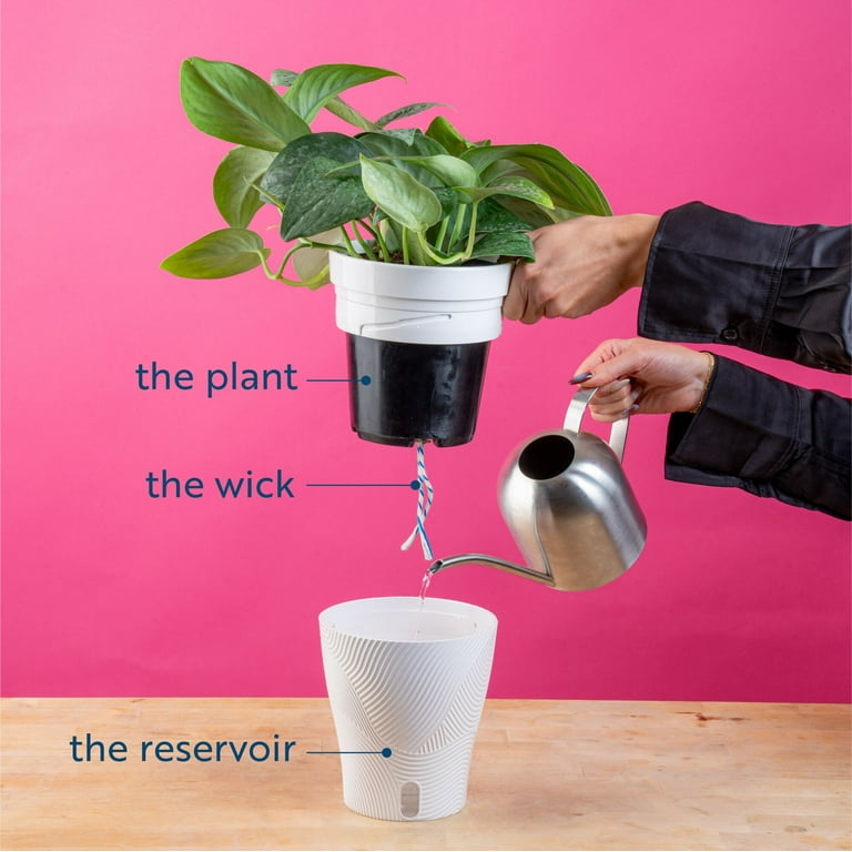 south peak plants出品 Costa Farms 12