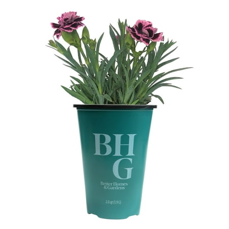 Better Homes & Gardens Red Dianthus Flowering Live Plants, Easy & Hardy Outdoor Plants, 2 qt. Pot