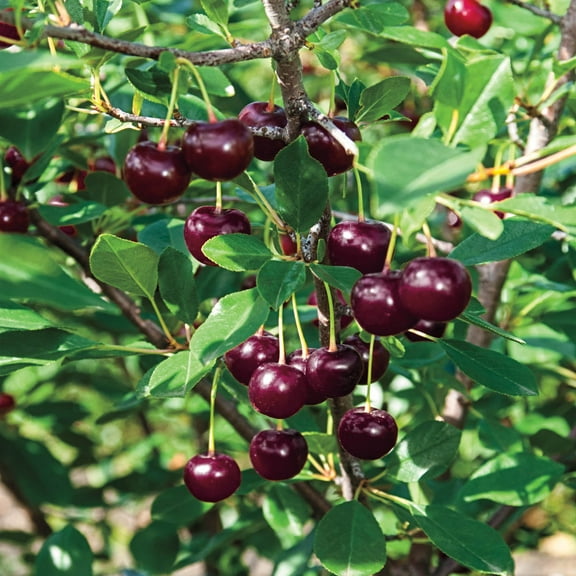 Juliet Dwarf Bush Cherry Dormant Bare Root Fruiting Starter Plant (1-Pack)