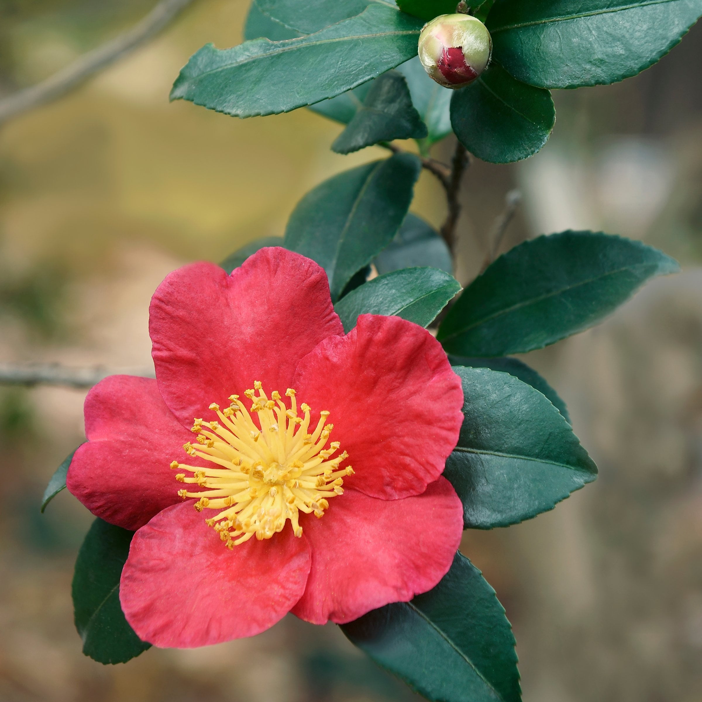 3 gal Camellia Yuletide Live Perennial Shrub Condition with Partial Sunlight