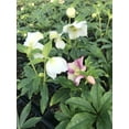 3 Containers of Mixed Lenten Rose/ Hellebore in 2.5 Inch Pots Great for Fall Planting