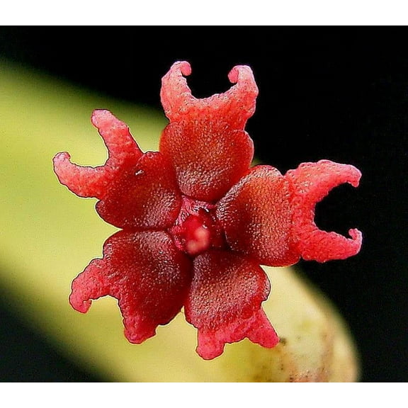 EUPHORBIA ATTASTOMAS exotic  rare cactus plant cacti bonsai succulent  2" pot