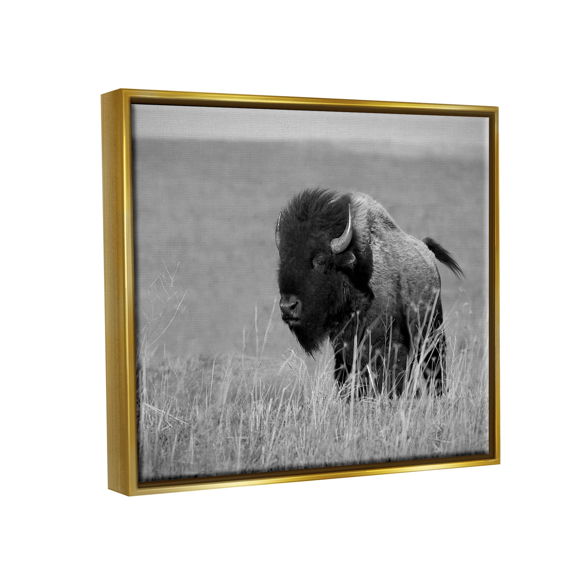 Stupell Industries Bison Grazing in Field Animals & Insects Photography Gold Floater Framed Canvas Art Print Wall Art, 21 x 17