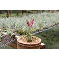 thumbnail image 5 of Tillandsia Caput Medusae Air Plants - Live Succulent House Plants - Available in Wholesale and Bulk - Home and Garden Decor - Easy Care Indoor and Outdoor Plants (Pack of 12), 5 of 12