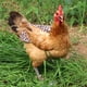 thumbnail image 5 of Sillín de pollo con correas elásticas de algodón ajustable gallinas delantal de aves de corral de aves de corral Paquete de protectores de protectores Paquete de 5 Speravity  PT000731-00, 5 of 7