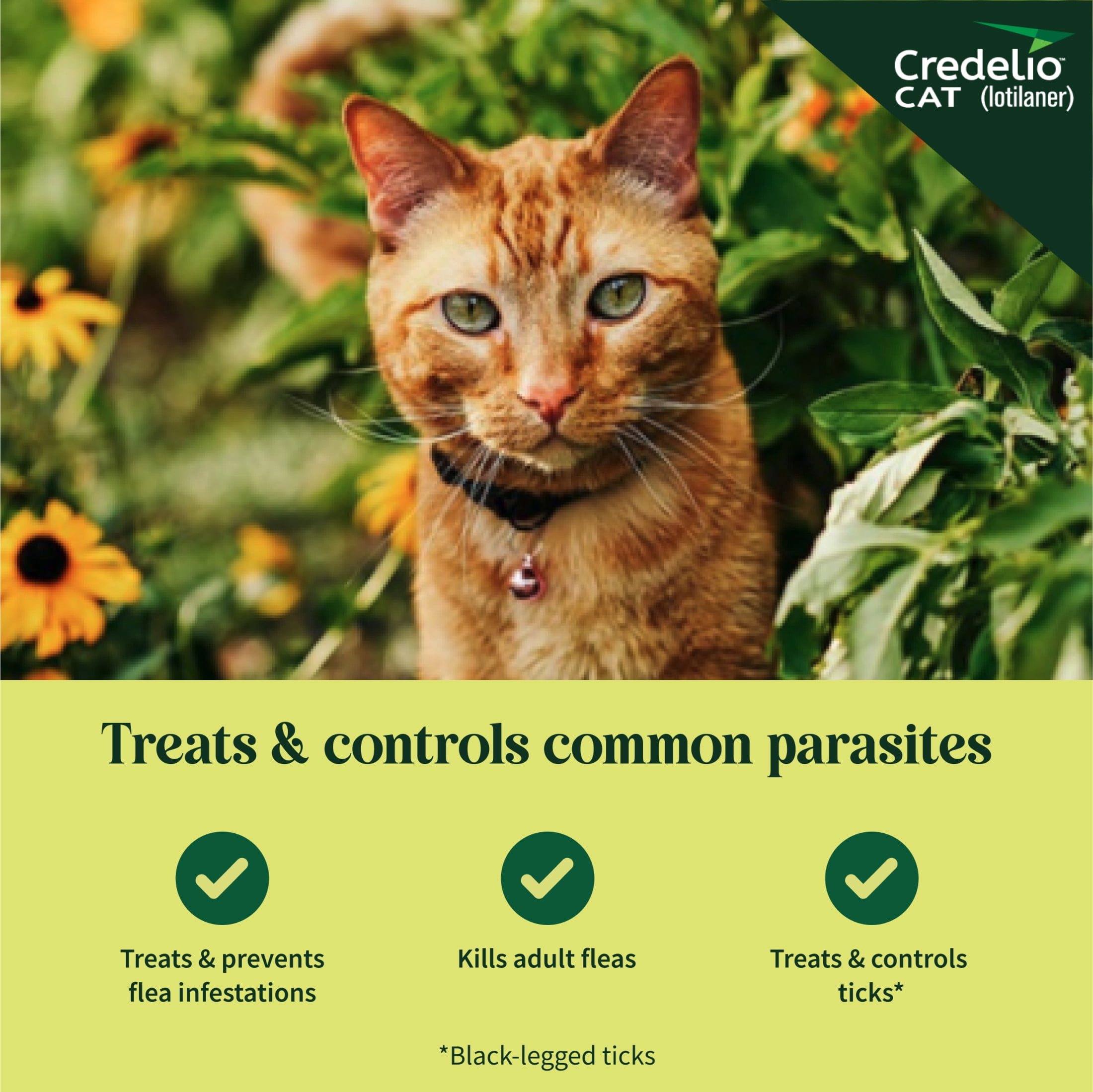Credelio CAT Flea & Tick Infestation Prevention and Treatment for Cats 4.1-17 lbs. | 3-Month Supply