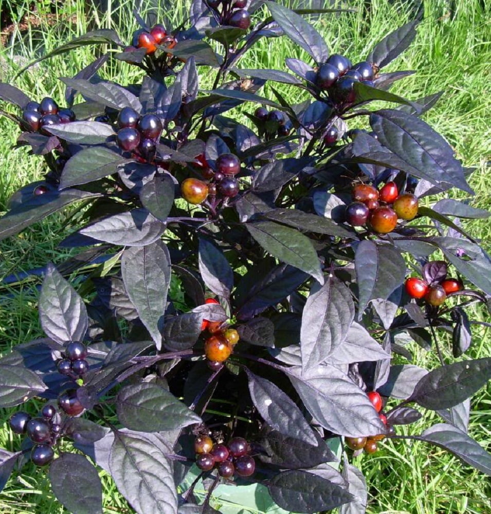 pepper pearl plant ornamental plants edible hot peppers hottest seeds flowers walmart choose board hirts