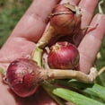thumbnail image 6 of Set 6 Walking Onion Bulbs, Onion Bulb, Ready to Plant for Planting Garden, 6 of 6
