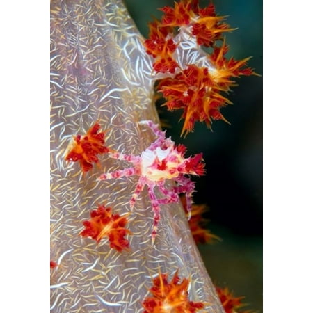 36' Decorator Wall Hood - Decorator crab marine life Stretched Canvas - Jaynes Gallery DanitaDelimont (24 x 36)