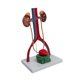 thumbnail image 3 of Modelo de demostración del urogenital Modelo genitourinario humano Muestra de accesorios de ayuda de enseñanza Modelo estructural renal para, 3 of 9
