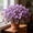 D, variant on Butterfly Flower Hostas Cultivation Granules-(Non-Artificial)-Fast Growing,Bloom Year After Year,Home Decoration-Beautiful Gift Garden-Ornamental-Premium Garden Stakes