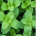thumbnail image 3 of Mojito Mint Plant Live for Planting, Mojito Fresh Herb Mint, Mint for Home Garden Growing, 2-4 Inch Tall, 3 of 8