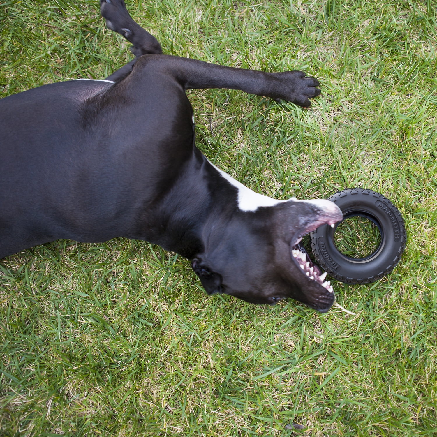 Mammoth TireBiter Advanced Rubber Dog Toy, Large, 6"