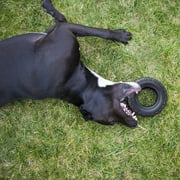 Mammoth TireBiter Advanced Rubber Dog Toy, Large, 6