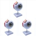 thumbnail image 1 of 3piezas Modelo Anatómico de Ojo Humano Ampliado 6X, Modelo de Ojo Anatómicamente Preciso Anatomía de Ojo Humano para Estudio de Aula de, 1 of 5