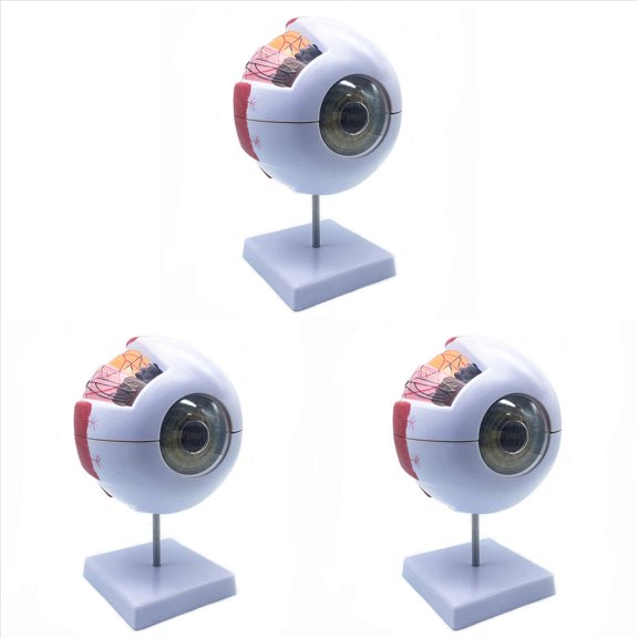 3piezas Modelo Anatómico de Ojo Humano Ampliado 6X, Modelo de Ojo Anatómicamente Preciso Anatomía de Ojo Humano para Estudio de Aula de