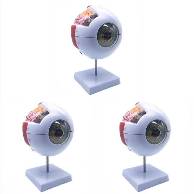 3piezas Modelo Anatómico de Ojo Humano Ampliado 6X, Modelo de Ojo Anatómicamente Preciso Anatomía de Ojo Humano para Estudio de Aula de