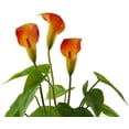 thumbnail image 3 of Realistic Orange Calla Lily Faux Potted Plant with Black Pot, 3 of 6