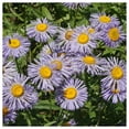 thumbnail image 3 of Everwilde Farms - 2000 Fleabane Daisy Native Wildflower Seeds - Gold Vault Seed Packet, 3 of 5