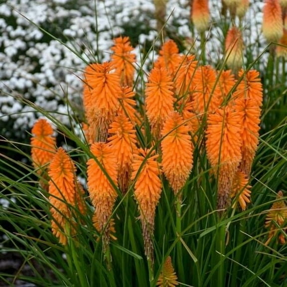 25 Orange Blazer Torch Lily Hot Poker Flower Seeds Perennial Seed