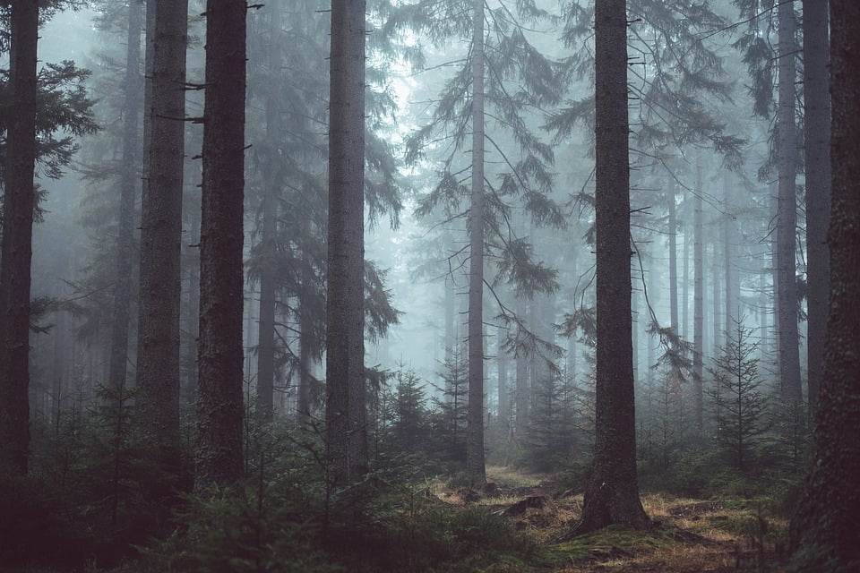 Mysterious Forest Misty Woods Forest Trees Eerie 12 Inch By 18 Inch Laminated Poster With Bright Colors And Vivid Imagery Fits Perfectly In Many Attractive Frames Walmart Com Walmart Com