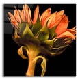 thumbnail image 1 of Epic Art 'Sunflower' by Pamela Plummer, Acrylic Glass Wall Art, 12"x12", 1 of 8