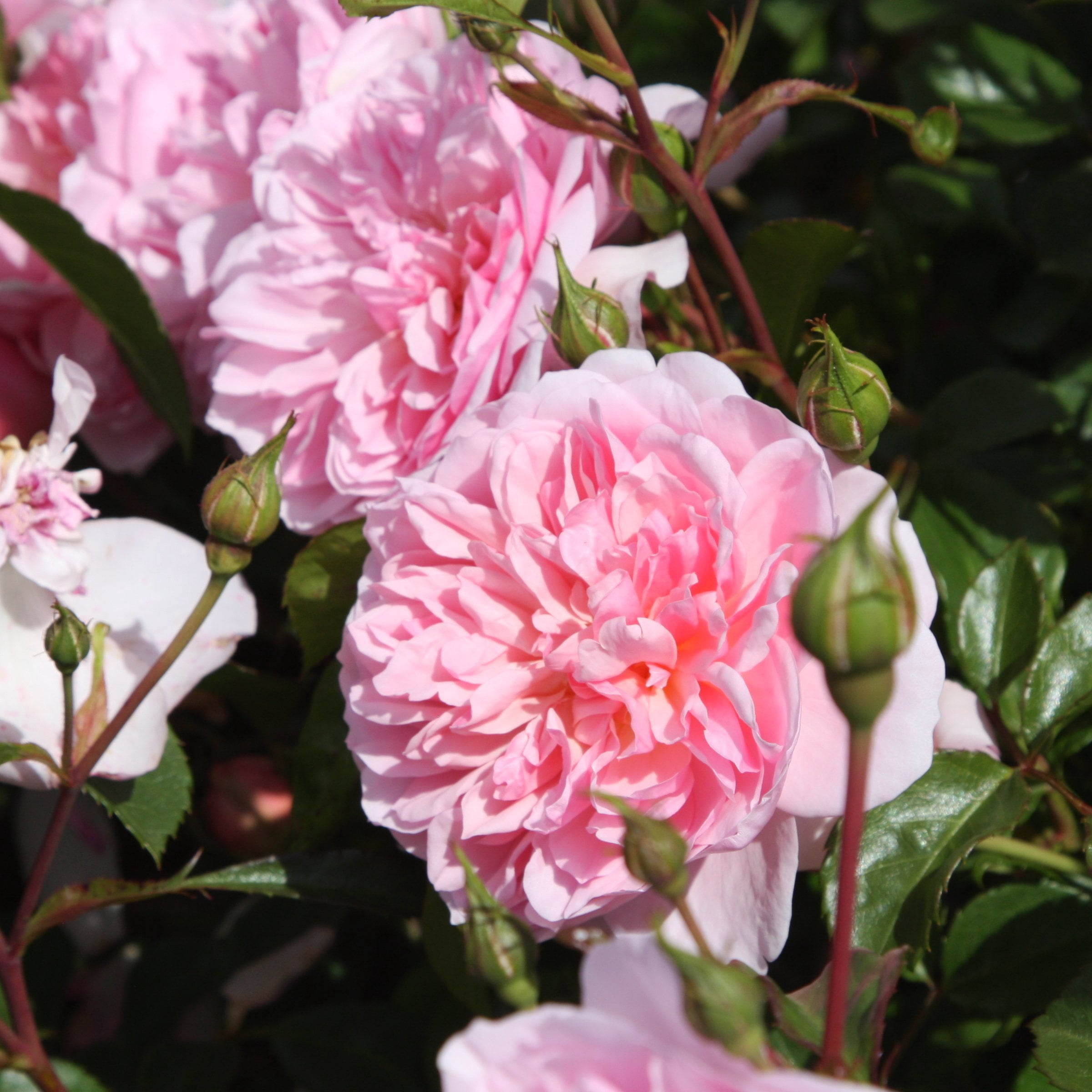 Bare Root Rose Ball Gown Romantica with Pink Flowers
