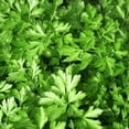 thumbnail image 5 of Parsley Plant Live for Planting, 3 Inch Pot, Live Parsley Plant, Planting in Containers, Home Garden, 5 of 6