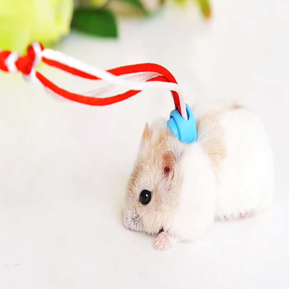 guinea pig leash walmart