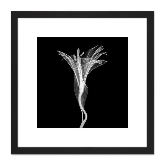 Schwartz NJIT Greyscale Flower X-Ray Transparent Photo 8X8 Inch Square Wooden Framed Wall Art Print Picture with Mount