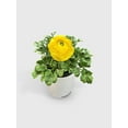 thumbnail image 3 of Bumble Plants Ranunculus Flower Blooming Plant - Full Live Colorful Houseplant in Nursery Pot, Easy Care, Indoor Plant for Beginners, 3 of 7
