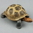 thumbnail image 3 of Tortugas de plástico Tortoise Modelo de tortuga de tortugas Tortoise Tortoise Modelo de tortuga de juguete, 3 of 8