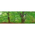 thumbnail image 3 of Krahmer, Frank 24x11 Black Modern Framed Museum Art Print Titled - European beech, Kellerwald, Germany, 3 of 5