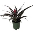 thumbnail image 2 of Red Pineapple Plant - Ananas bracteatus - Great Indoors/Out - 5" Pot, 2 of 2