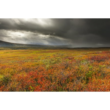 Colors Denali National Park A storm passes over the bright colors of autumn in Denali National Park & Preserve Alaska Stretched Canvas - Carl Johnson Design Pics (19 x 12) ()