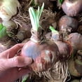 thumbnail image 2 of Amaryllis, Low Maintenance - Easy Grow - Ideal for Beds Borders, Plant Pots & Planters, 2 of 4