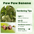 thumbnail image 5 of Paw Paw Plant Live, Pawpaw Fruit Tree, Paw paw Dormant Tree, Asimina Triloba from 8 to 10 icnhes Tall in Quart Pot, 5 of 5