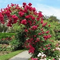 thumbnail image 2 of Brighter Blooms - Blaze Improved Climbing Rose Shrub, 3 gal - No Shipping to AK, AZ, HI, 2 of 4