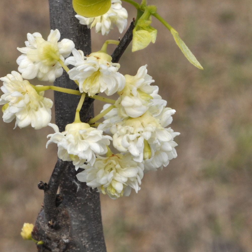 Expert Gardener 3-4 ft. tall White Pom Pom Redbud Live Tree in 7-Gallon Grower Pot